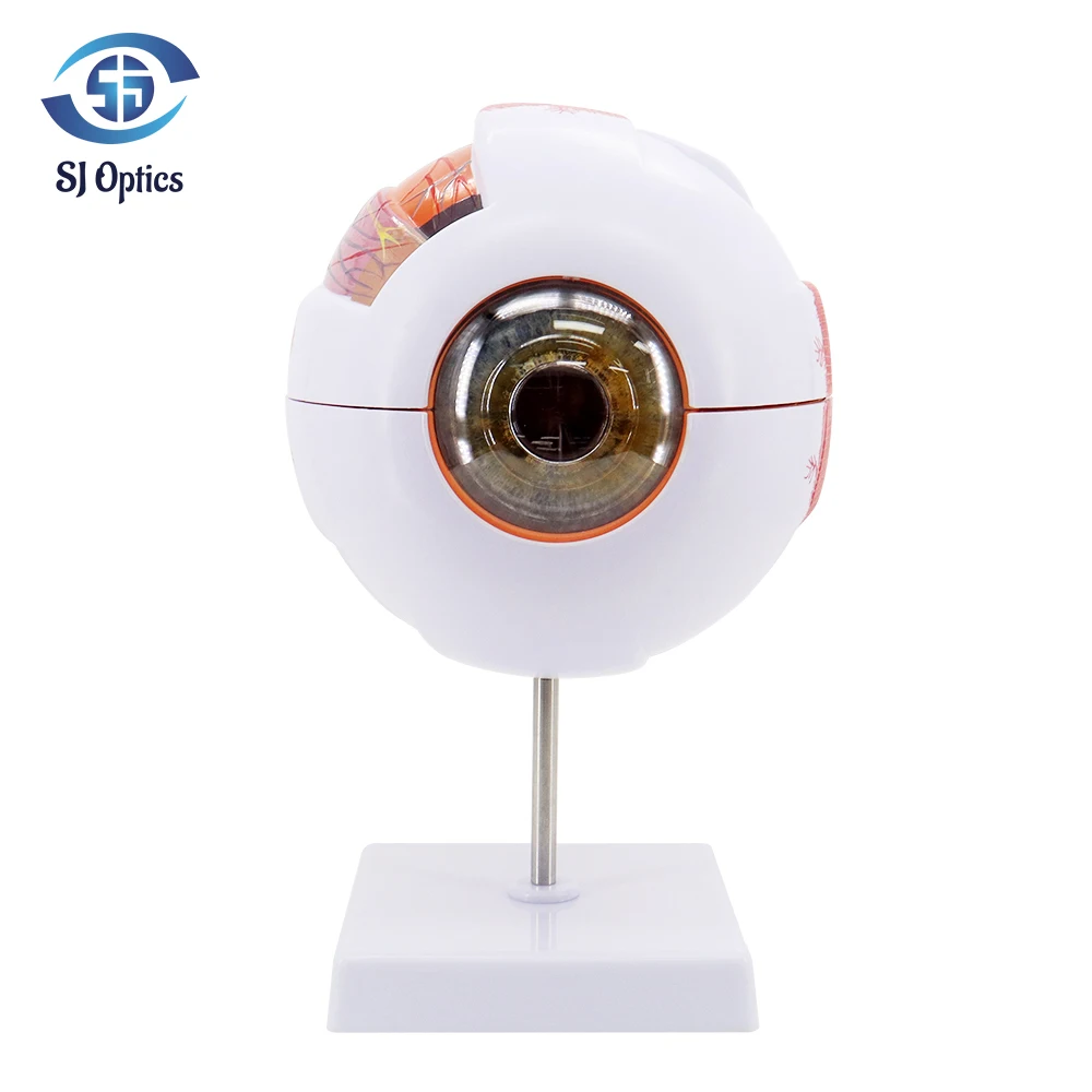 Модель глазного яблока Анатомическая модель глаза Медицинский учебно-методический инструмент Учебные ресурсы по медицине Веко 6 раз
